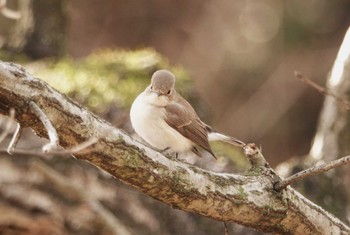 ニシオジロビタキ 東浦自然環境学習の森 2023年1月16日(月)