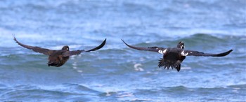 Harlequin Duck 花咲港(根室) Fri, 1/6/2023