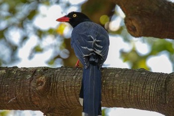 Taiwan Blue Magpie 台北植物園 Thu, 3/29/2018