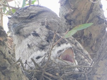 Tawny Frogmouth Centennial Park (Sydney) Mon, 1/16/2023