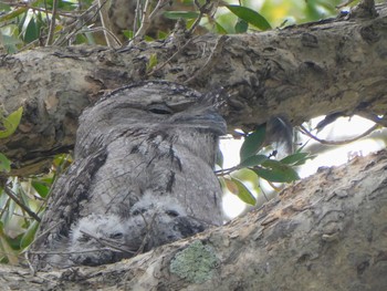 Tawny Frogmouth Centennial Park (Sydney) Mon, 1/16/2023