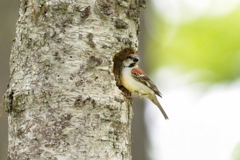 Russet Sparrow Senjogahara Marshland Sat, 6/18/2022