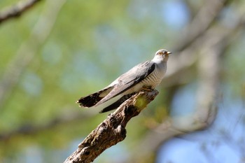 Common Cuckoo Senjogahara Marshland Sun, 5/29/2022