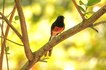 White-rumped Shama 台北植物園 Thu, 3/29/2018