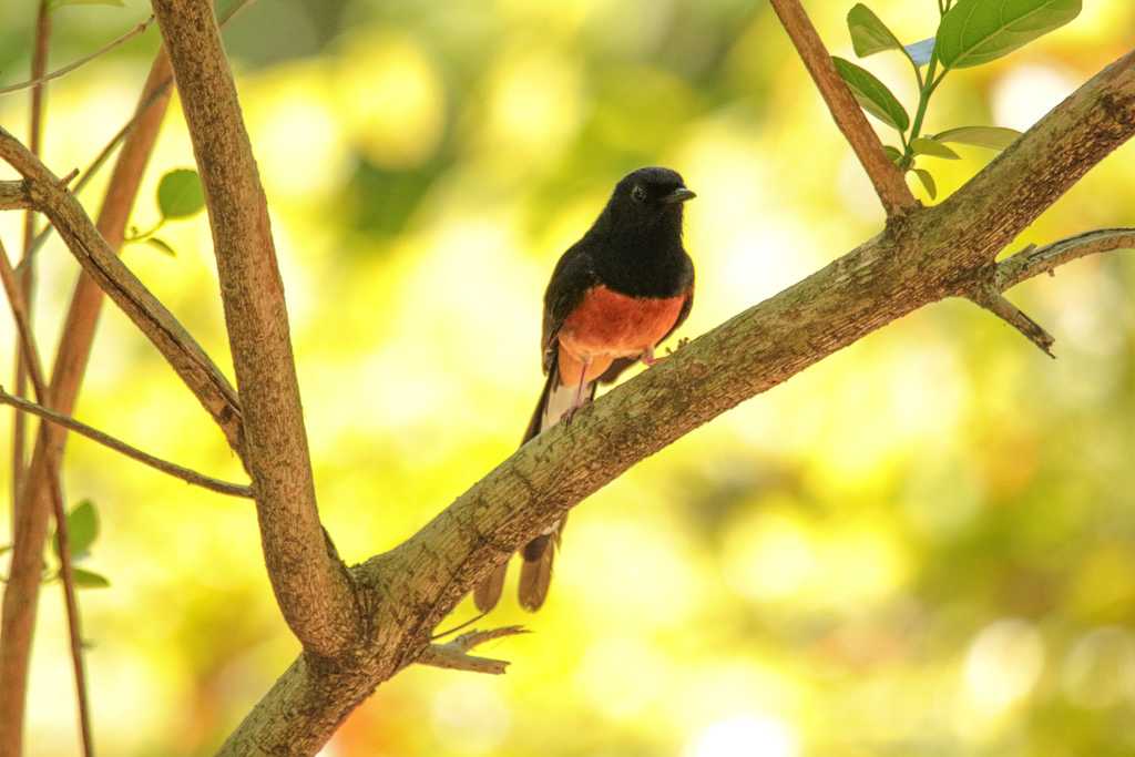 アカハラシキチョウ