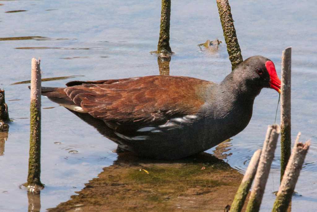 Photo of Common Moorhen at 台北植物園 by たかとん