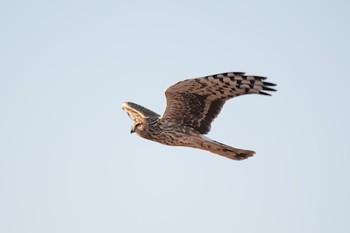 Hen Harrier 群馬県 Fri, 1/13/2023