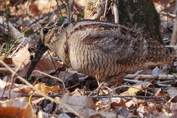 2023年1月9日(月) 舞岡公園の野鳥観察記録