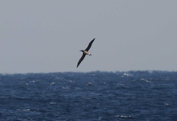 クロアシアホウドリ 八丈島航路 2023年1月12日(木)