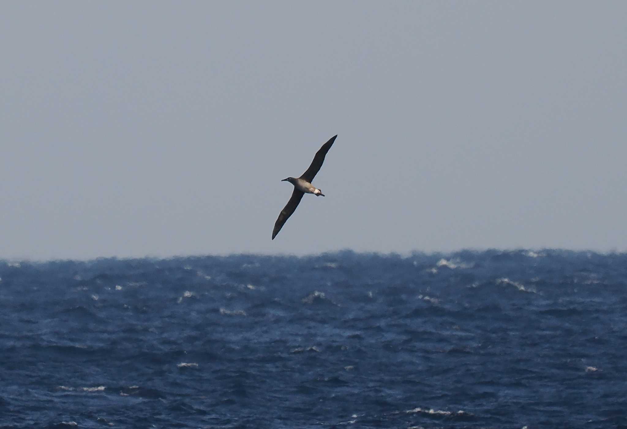 Black-footed Albatross