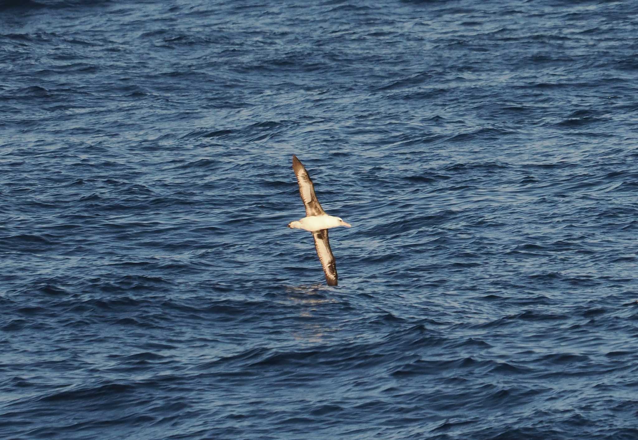 Photo of Laysan Albatross at 八丈島航路 by シロチ