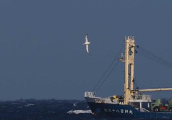 Thu, 1/12/2023 Birding report at 八丈島航路