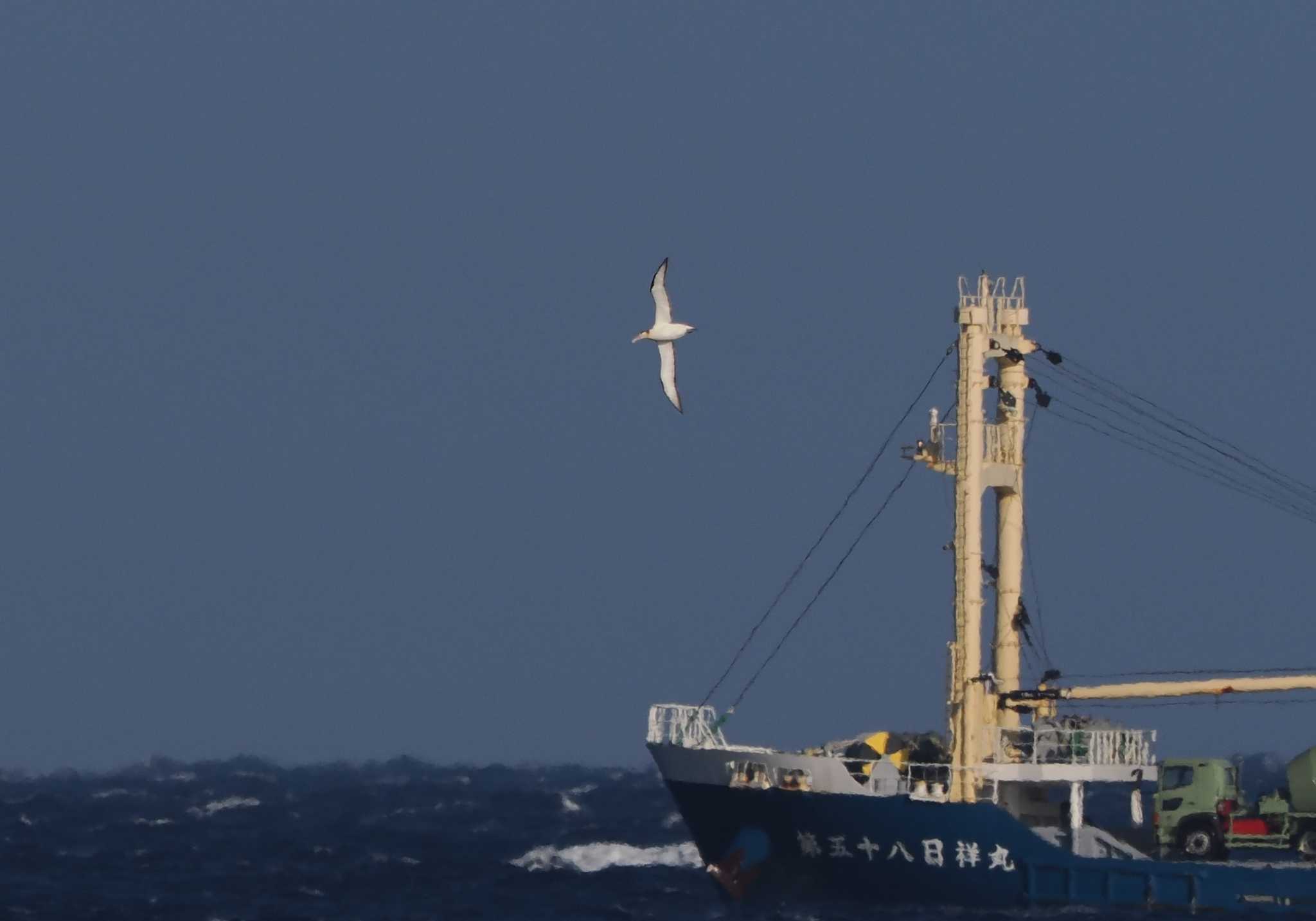 Short-tailed Albatross