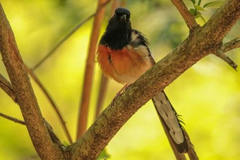 White-rumped Shama 台北植物園 Thu, 3/29/2018