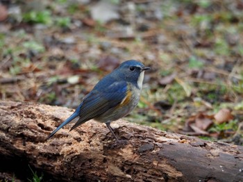 Red-flanked Bluetail 紀の川市 Sun, 1/15/2023