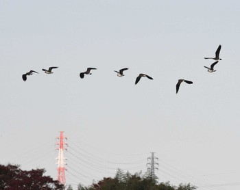 Northern Lapwing 平塚田んぼ Sun, 11/27/2022