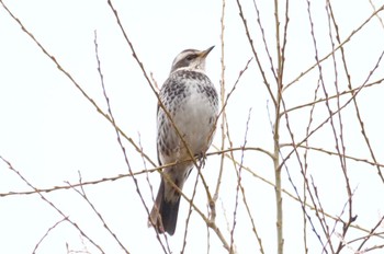 Dusky Thrush 麻機遊水地 Mon, 1/16/2023