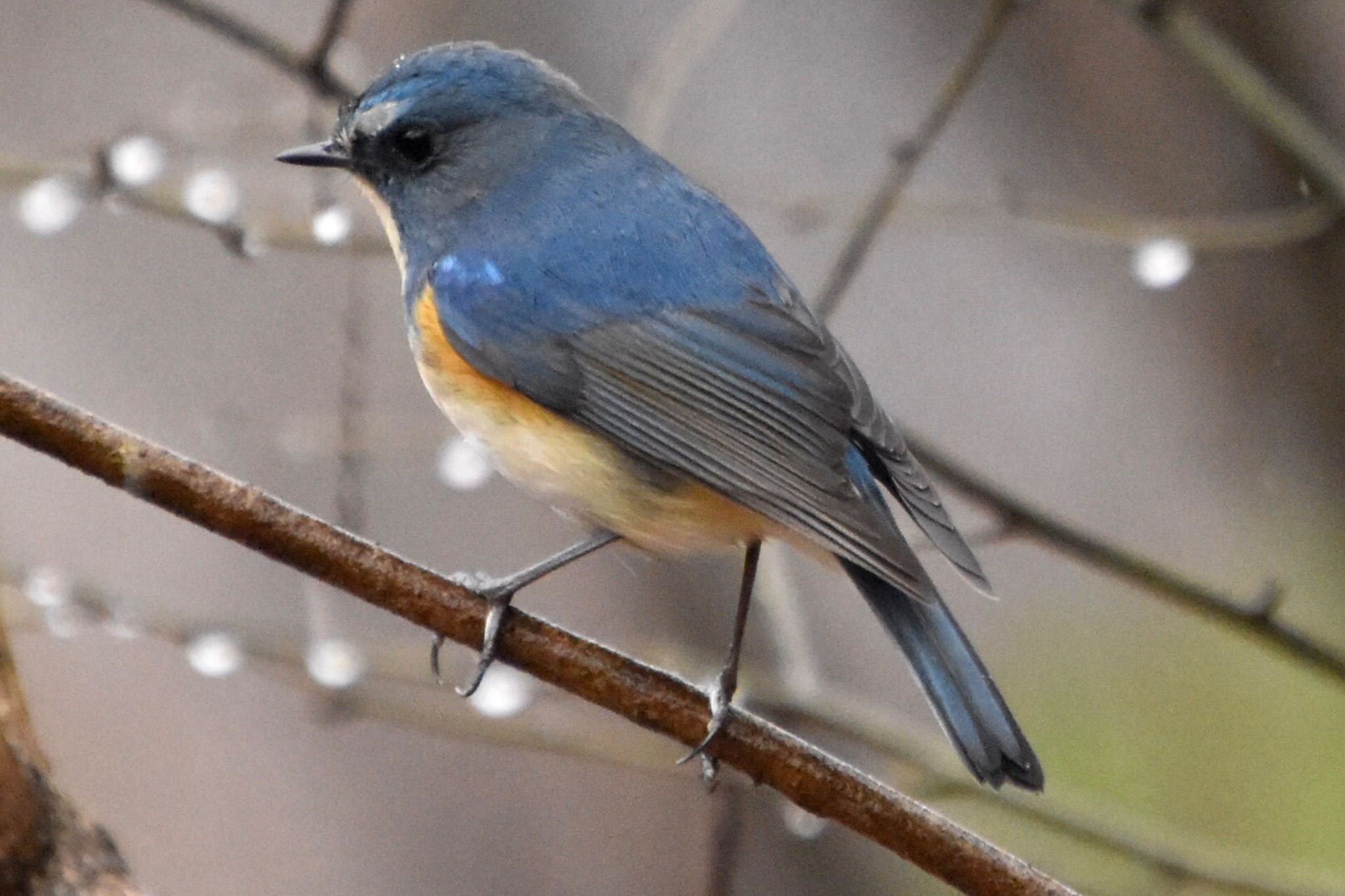 Red-flanked Bluetail