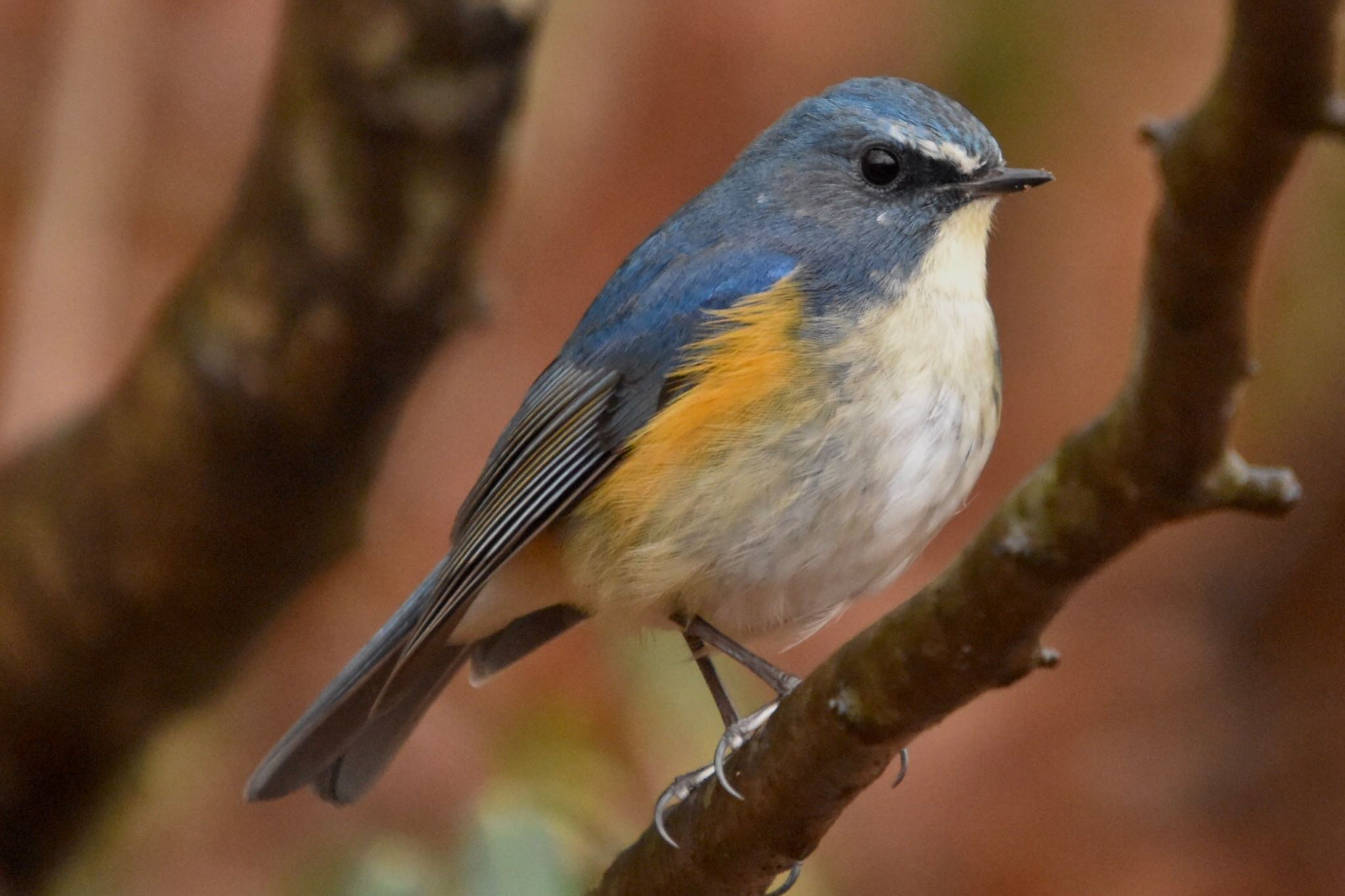 Red-flanked Bluetail