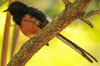 White-rumped Shama 台北植物園 Thu, 3/29/2018