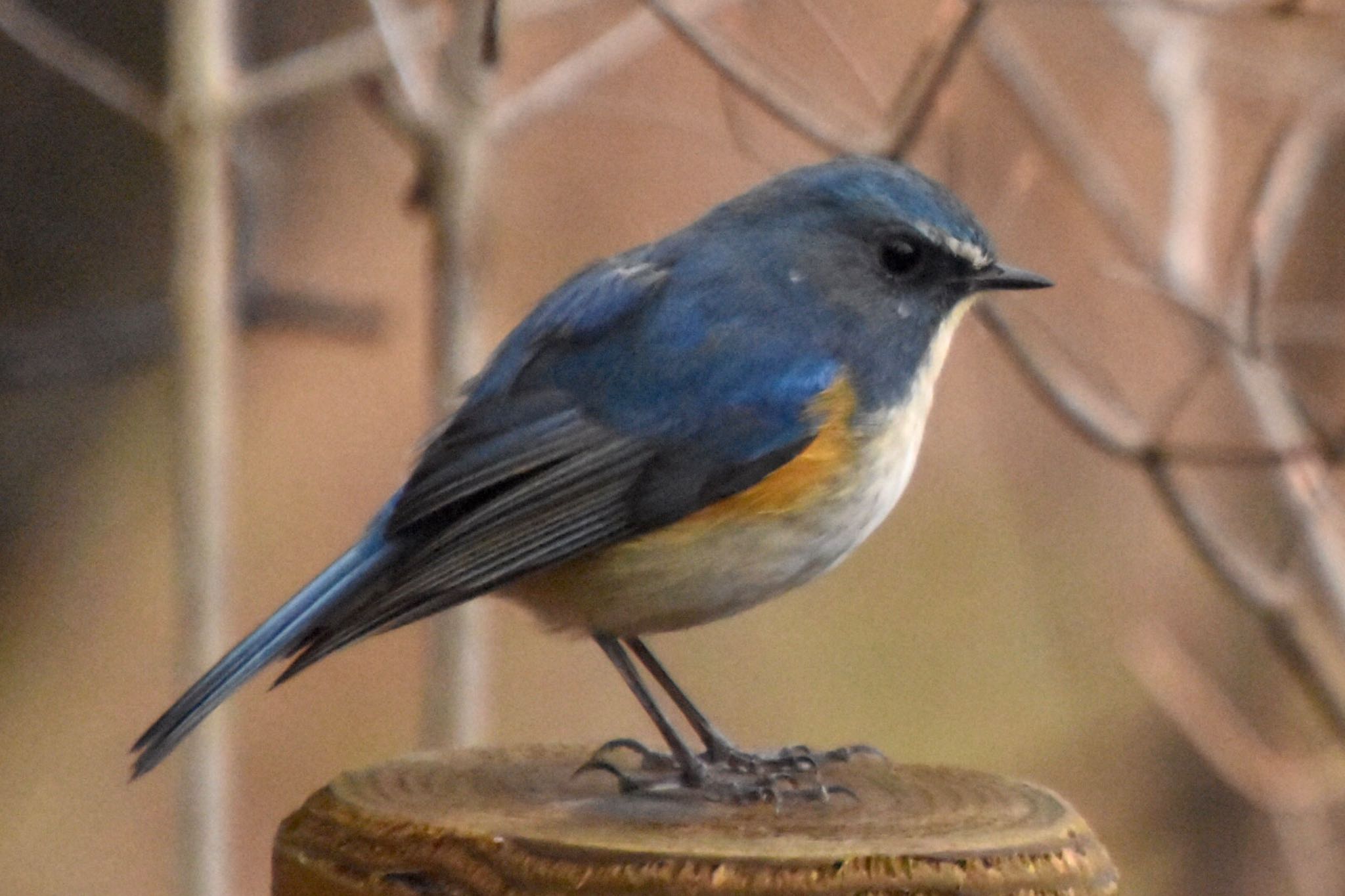 Red-flanked Bluetail