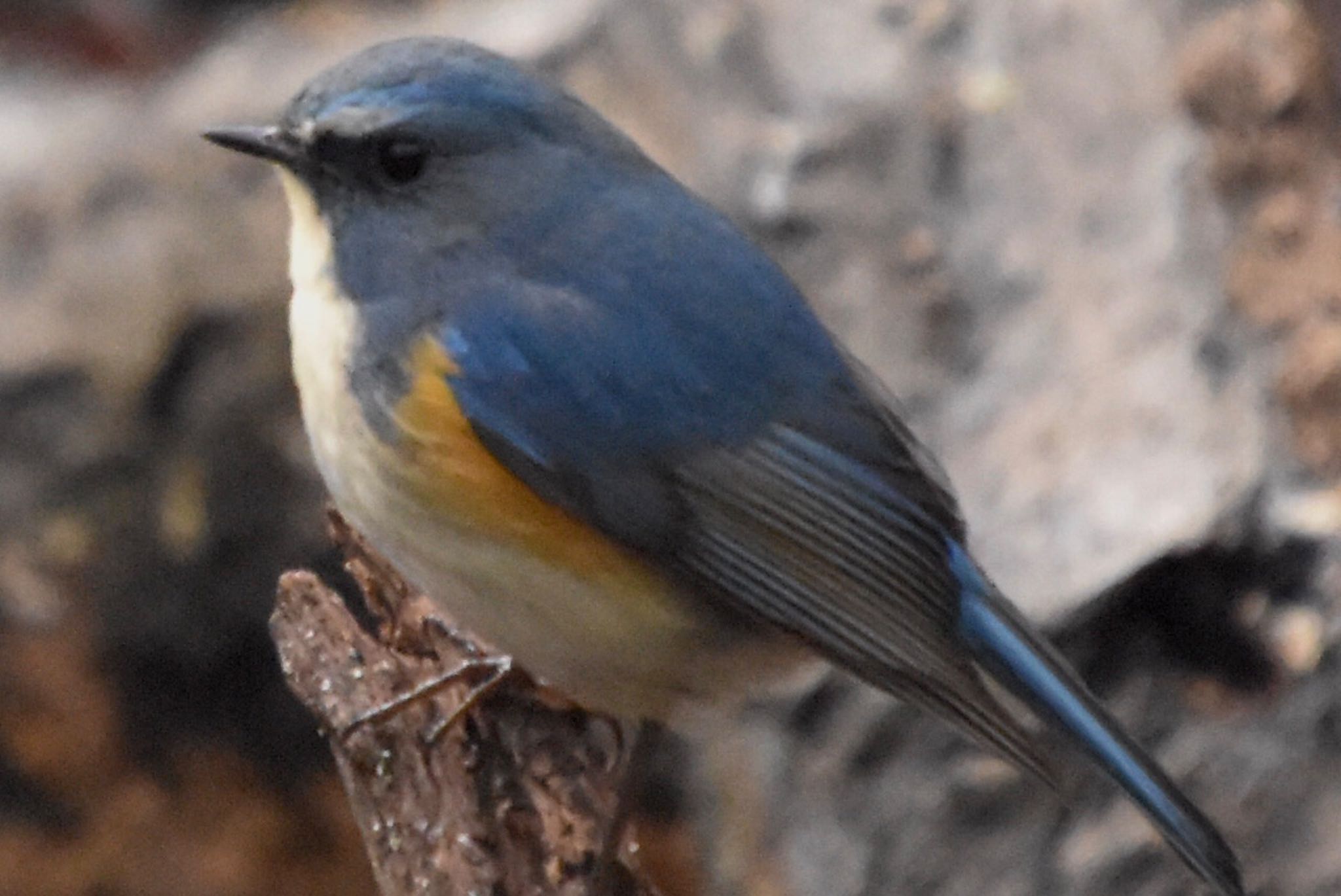 Red-flanked Bluetail