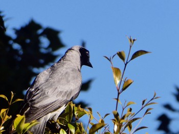 オーストラリアオニサンショウクイ Royal Tasmanian Botanic Gardens(Hobart) 2023年1月8日(日)