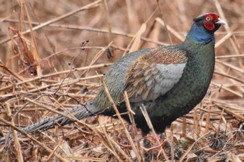 2023年1月16日(月) 北本自然観察公園の野鳥観察記録