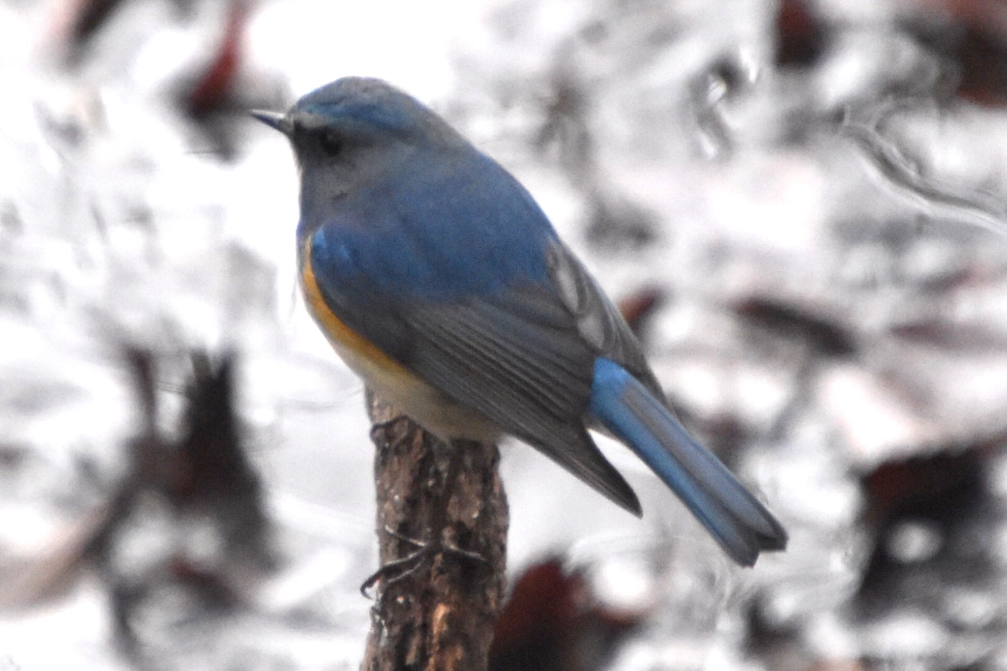 Red-flanked Bluetail