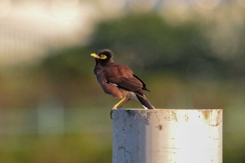 Common Myna 関渡自然公園 Thu, 3/29/2018