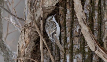 Eurasian Treecreeper(daurica) 野幌森林公園 Sun, 1/15/2023