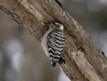 Japanese Pygmy Woodpecker(seebohmi) 野幌森林公園 Sun, 1/15/2023