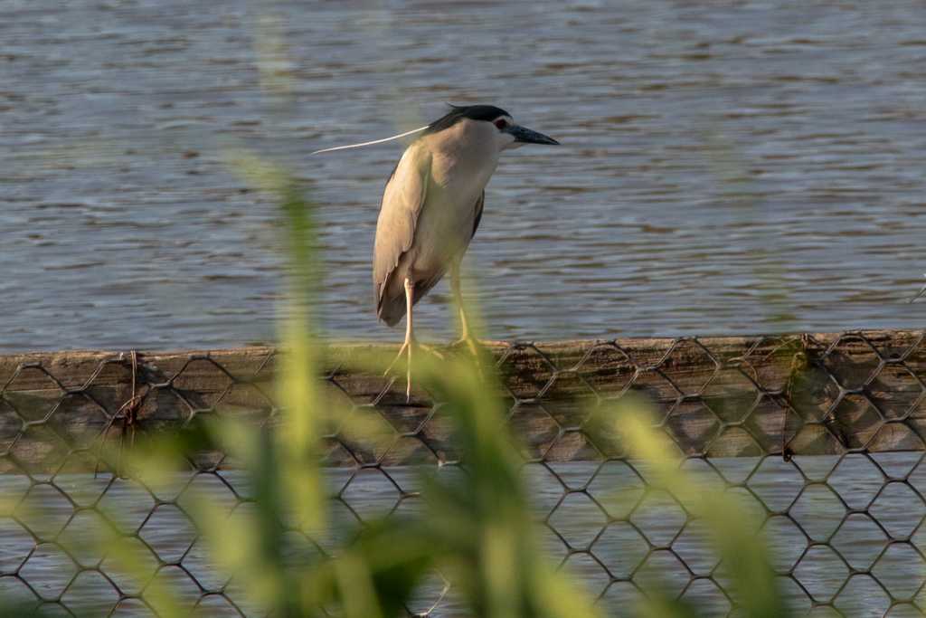 Black-crowned Night Heron