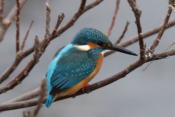 Common Kingfisher 横浜市内河川 Sun, 1/15/2023