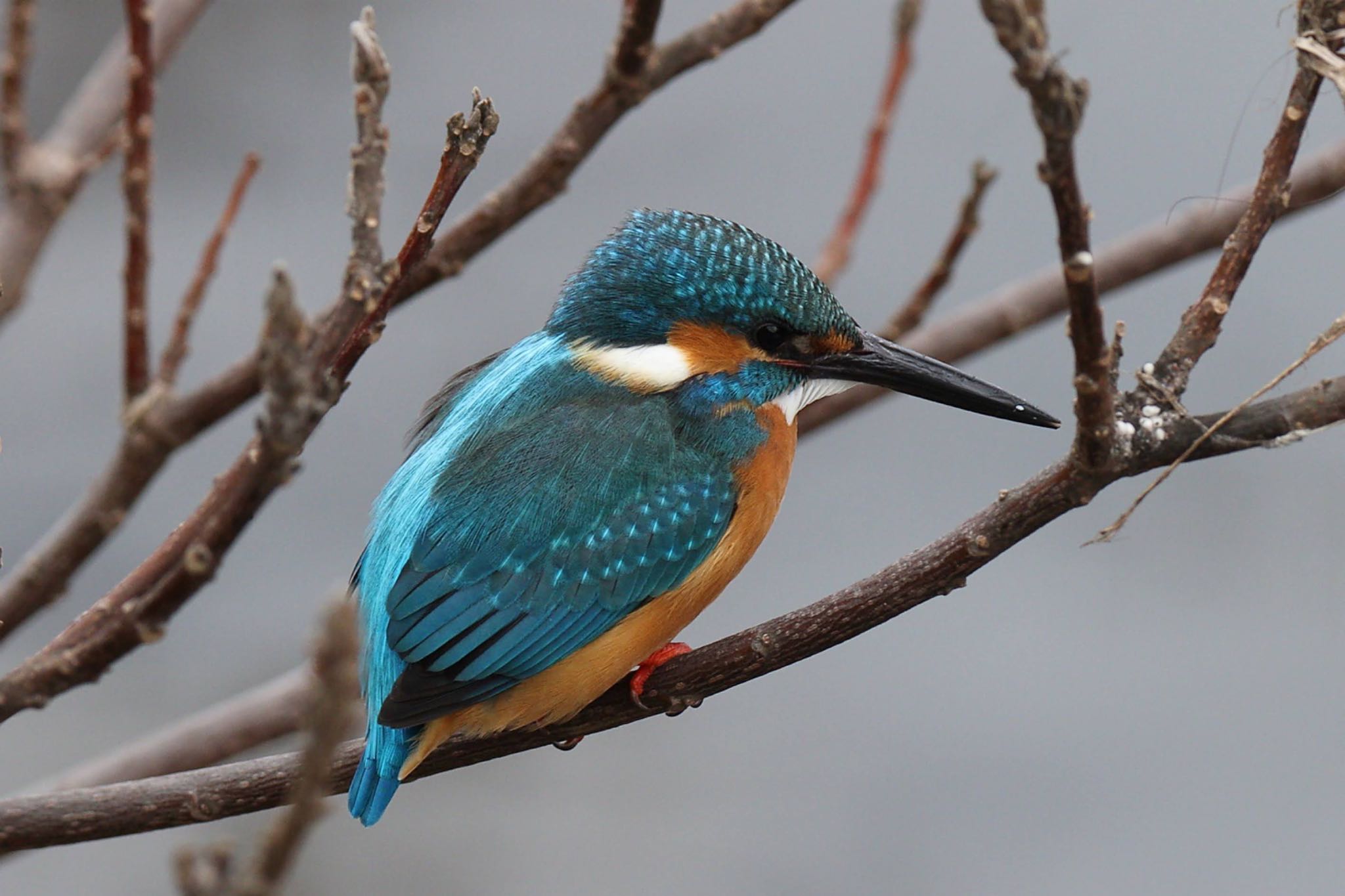 Common Kingfisher