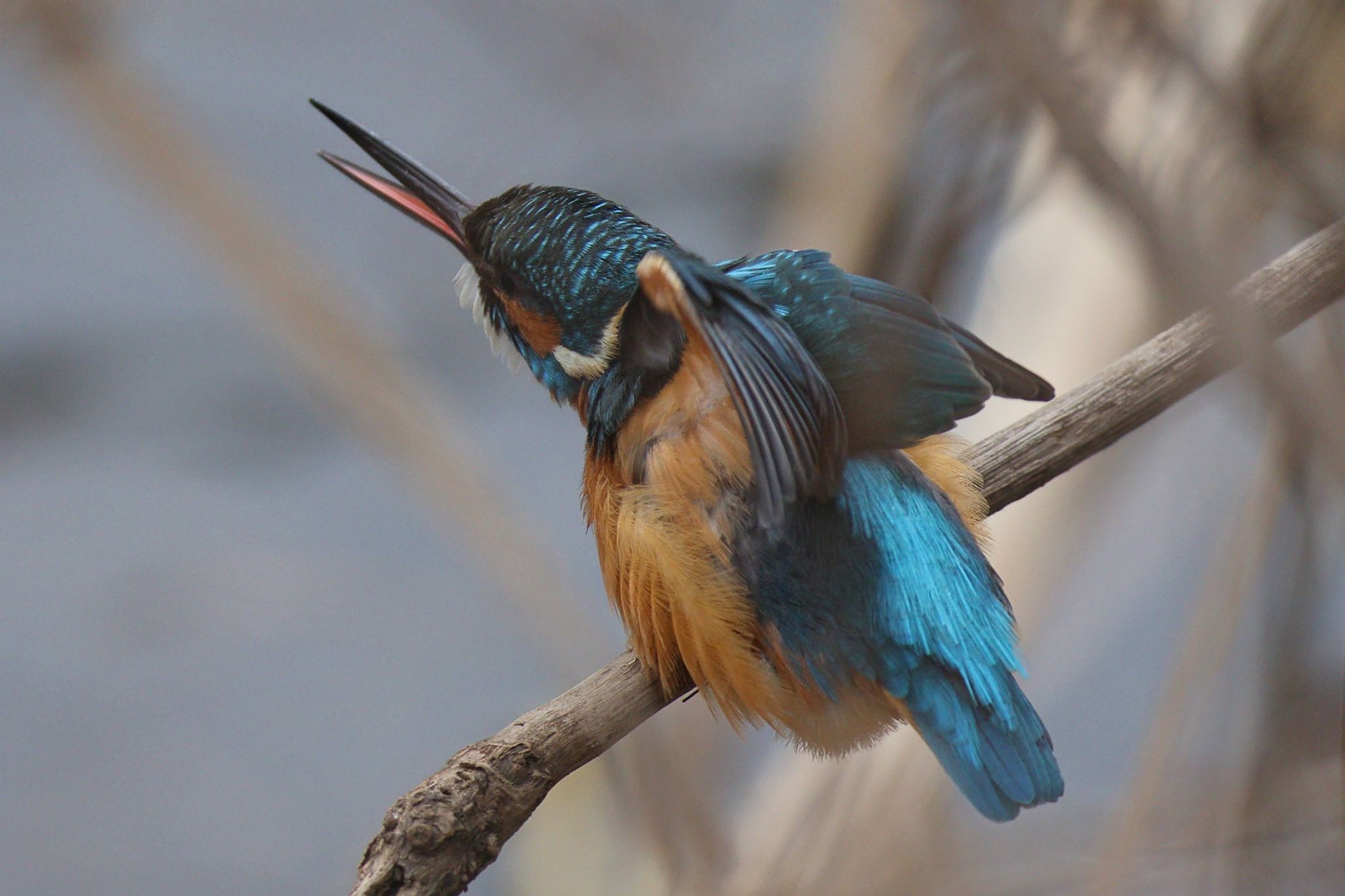 Common Kingfisher