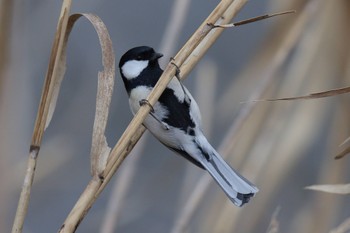 Japanese Tit 横浜市内河川 Sun, 1/15/2023