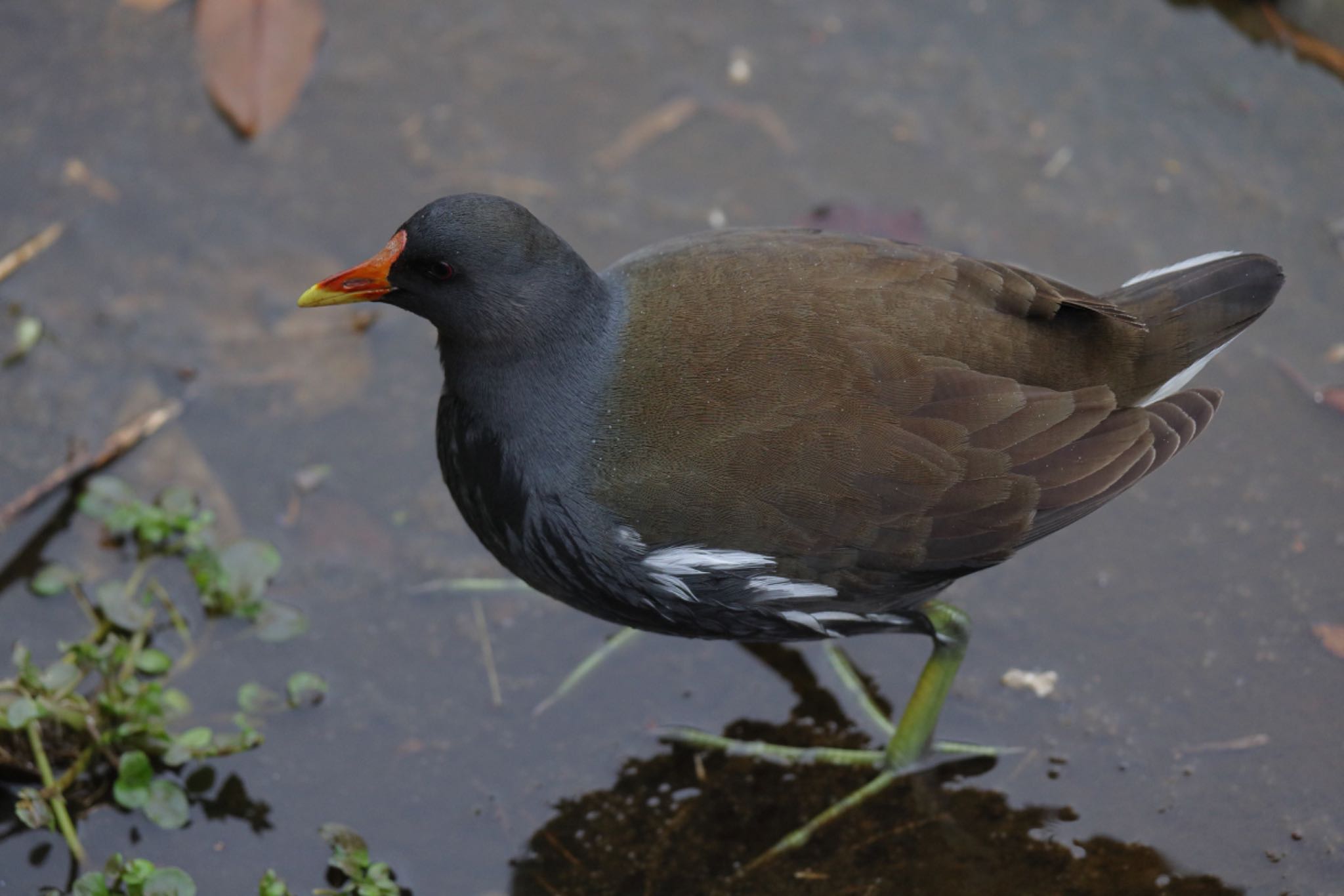 Common Moorhen