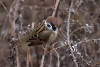 Eurasian Tree Sparrow 横浜市内河川 Sun, 1/15/2023