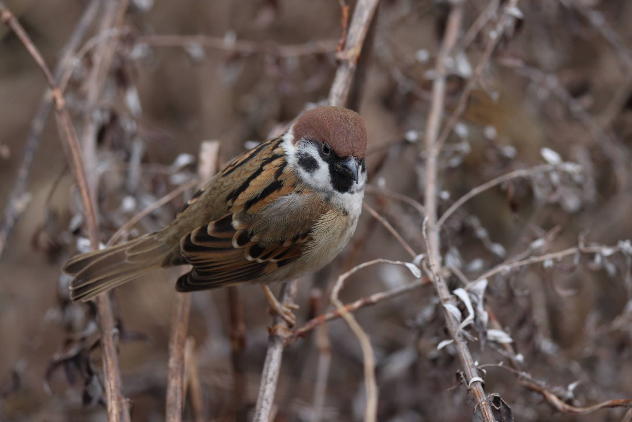 Photo of Eurasian Tree Sparrow at 横浜市内河川 by こぐまごろう