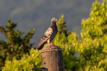 カワラバト 関渡自然公園 2018年3月29日(木)