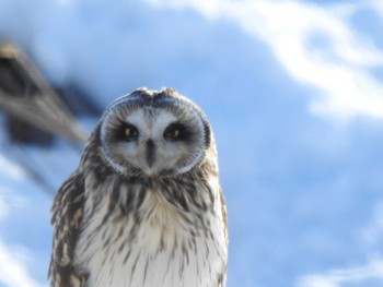 2023年1月11日(水) 大津漁港(中津郡豊頃町)の野鳥観察記録