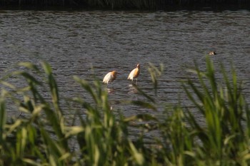 アマサギ 関渡自然公園 2018年3月29日(木)