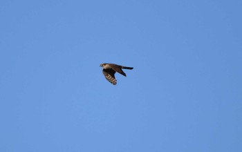 Eurasian Sparrowhawk 吉野ヶ里歴史公園 Tue, 12/27/2022