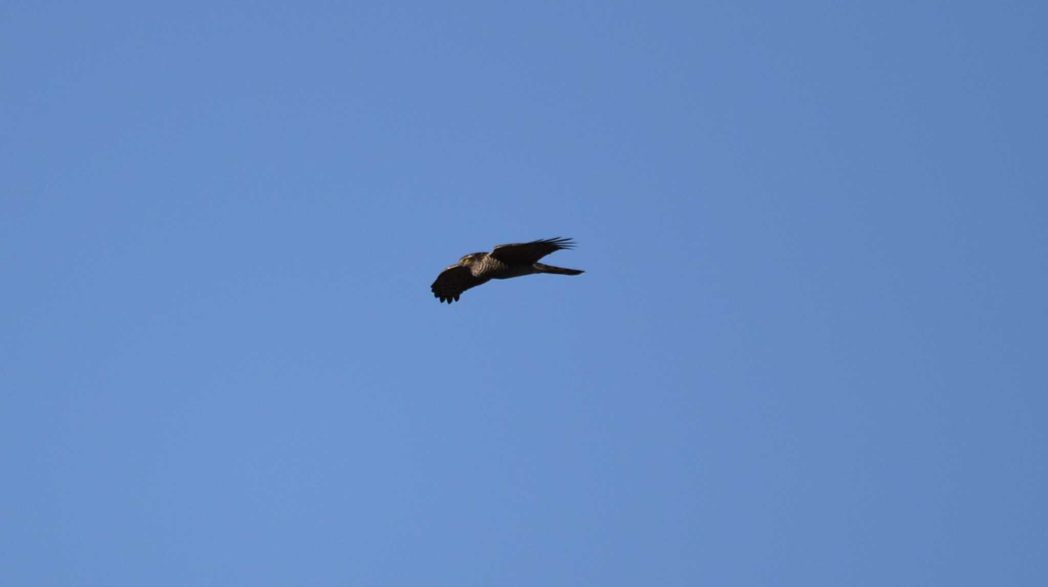 Eurasian Sparrowhawk