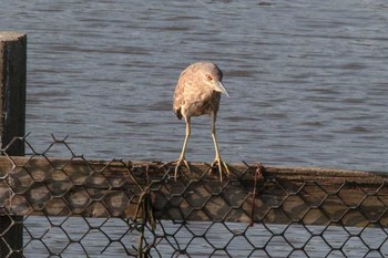 Black-crowned Night Heron 関渡自然公園 Thu, 3/29/2018