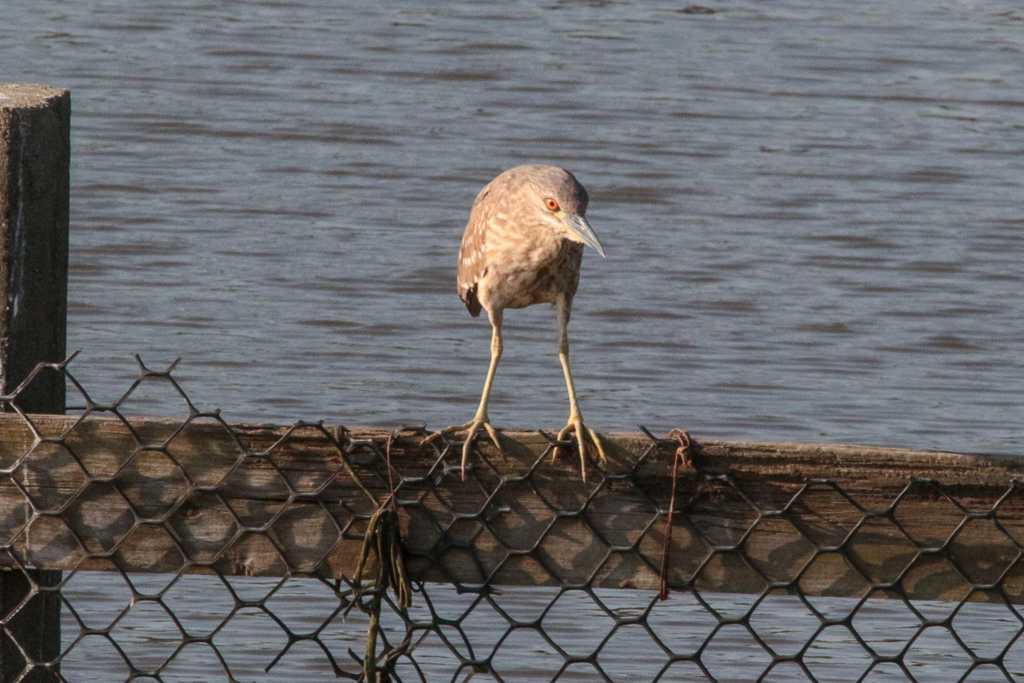 Black-crowned Night Heron