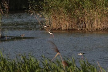 セイタカシギ 関渡自然公園 2018年3月29日(木)