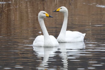 2023年1月14日(土) 羽田沼野鳥公園の野鳥観察記録