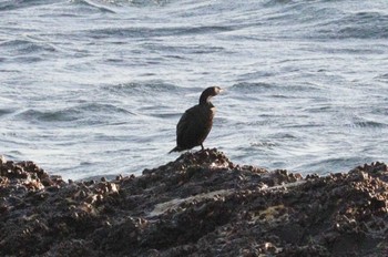 Mon, 1/16/2023 Birding report at 豊浜漁港(知多郡南知多町)